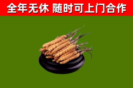 莆田市回收散虫草