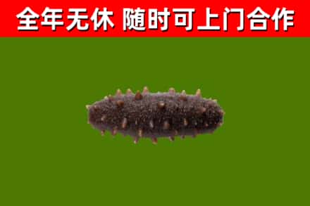 莆田市回收海参干